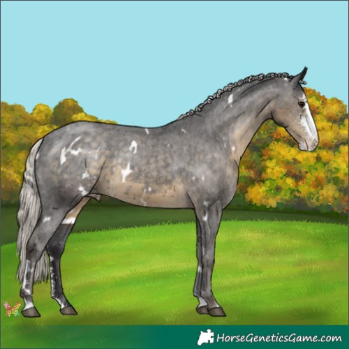 Horse Color:White Spotted Silver Smoky Black Sabino Appaloosa 