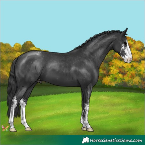 Horse Color:Black Sabino Appaloosa 