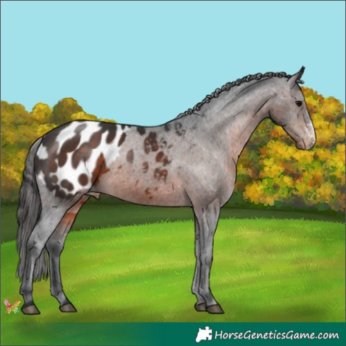 Horse Color:Brown Sabino Appaloosa 