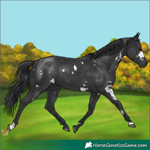 Horse Color:White Spotted Black 