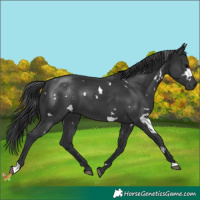Horse Color:White Spotted Black 