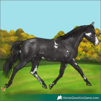 Horse Color:White Spotted Smoky Black Sabino Appaloosa 