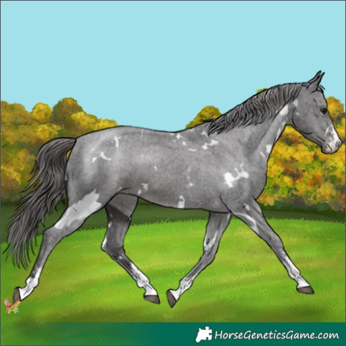 Horse Color:White Spotted Smoky Black Sabino Appaloosa 