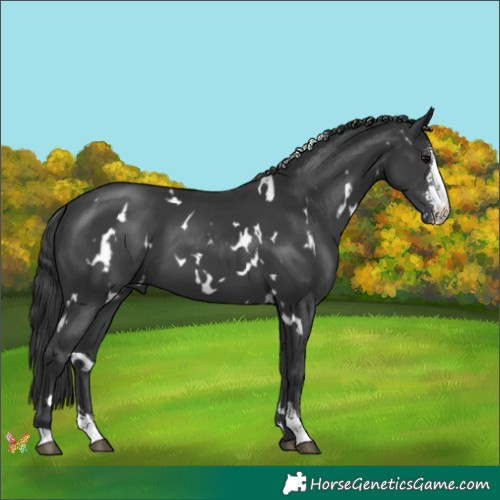Horse Color:White Spotted Black Sabino 