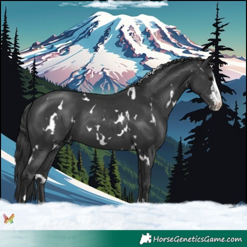 Horse Color:White Spotted Black Sabino 