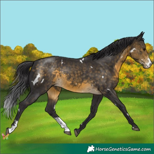 Horse Color:White Spotted Buckskin Sabino 