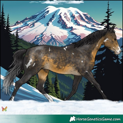 Horse Color:White Spotted Buckskin Sabino 