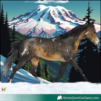 Horse Color:White Spotted Buckskin Sabino 