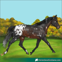 Horse Color:White Spotted Brown Appaloosa 