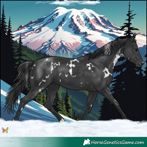 Horse Color:White Spotted Black 