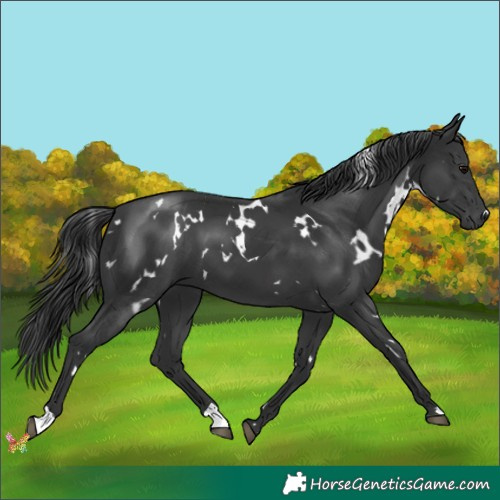Horse Color:White Spotted Black 