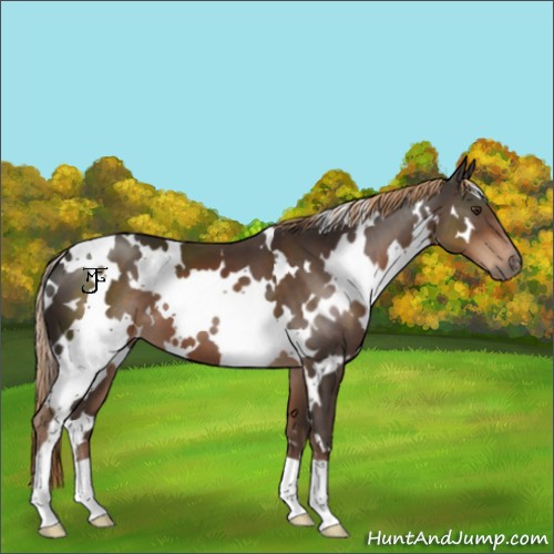 Horse Color:White Spotted Liver Chestnut 