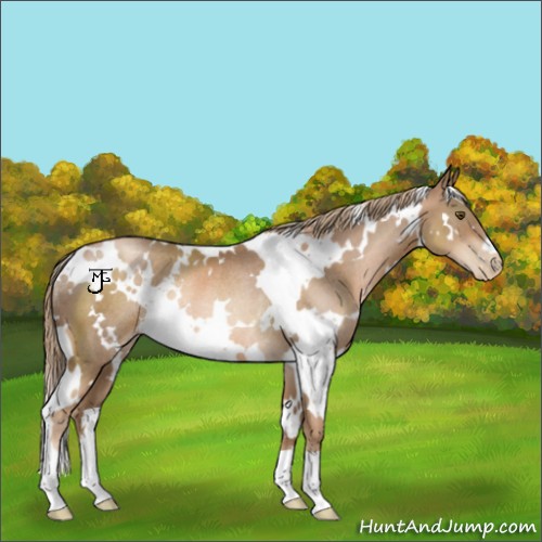 Horse Color:White Spotted Liver Chestnut Pearl Rabicano 