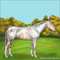 Horse Color:White Spotted Liver Chestnut Pearl