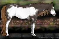 Horse Color:White Spotted Liver Chestnut Frame 