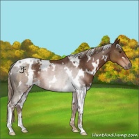 Horse Color:White Spotted Liver Chestnut Rabicano