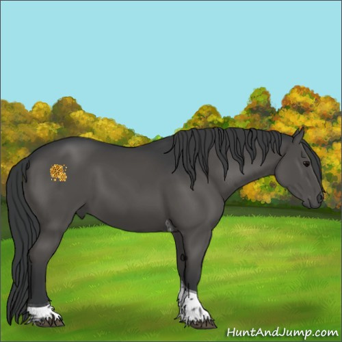 Horse Color:Black Tobiano 