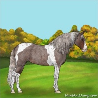 Horse Color:Silver Brown Roan Splash Tobiano 