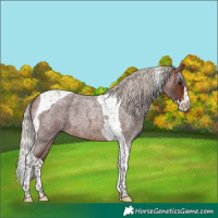 Horse Color:Silver Brown Roan Splash Tobiano 