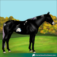 Horse Color:ERROR: UNKNOWN ANOMALY