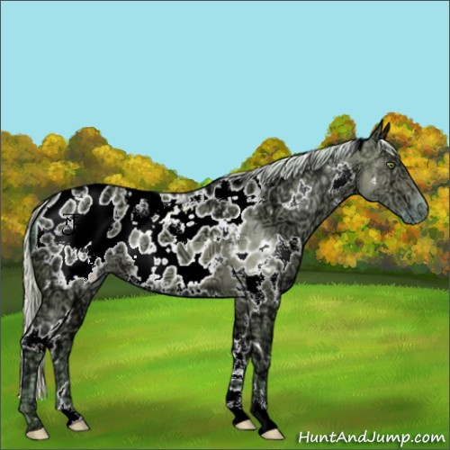 Horse Color:Watercolor White Spotted Silver Sable Champagne Ice Dun Appaloosa 