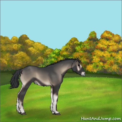 Horse Color:Blue Onyx 