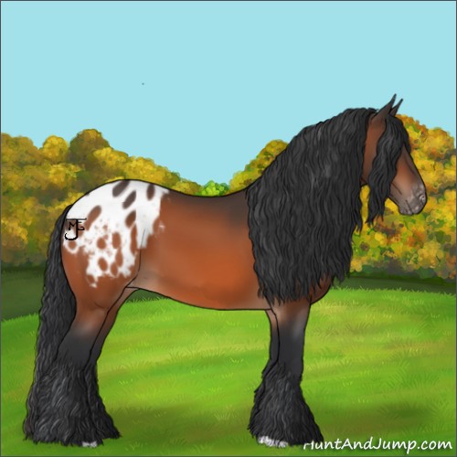 Horse Color:Bay Appaloosa 
