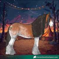 Horse Color:White Spotted Bay 