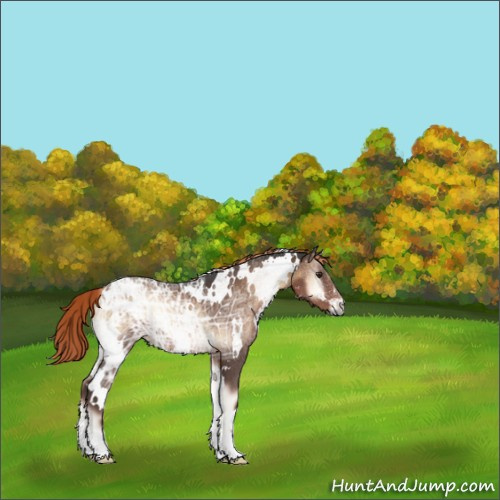Horse Color:White Spotted Liver Red Onyx Ice Rabicano 