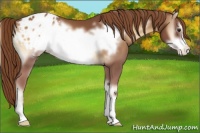Horse Color:Red Onyx Sabino Frame Appaloosa 