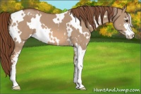 Horse Color:White Spotted Red Dun Sabino