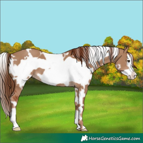 Horse Color:White Spotted Red Dun Frame 