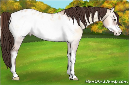 Horse Color:Bay Roan Onyx Sabino Frame Appaloosa 