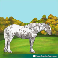 Horse Color:White Spotted Silver Black Appaloosa 