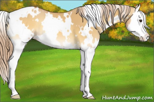 Horse Color:White Spotted Palomino Onyx Sabino Splash 