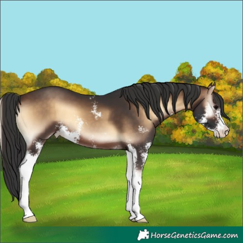 Horse Color:Brown Onyx Sabino 