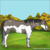 Horse Color:Grullo Sabino Splash  and Grullo Sabino Splash 