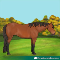 Horse Color:Bay 
