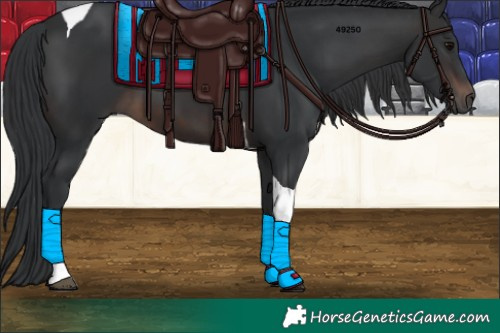 Horse Color:Brown Tobiano 