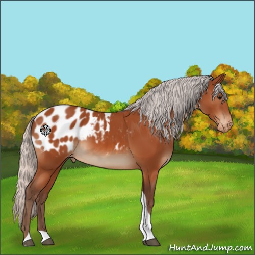 Horse Color:Silver Bay Tobiano Appaloosa 