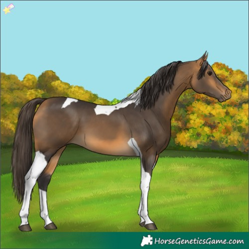 Horse Color:Buckskin Tobiano 