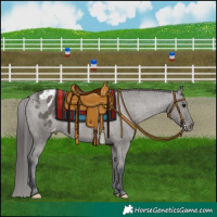 Horse Color:Grullo Appaloosa Rabicano