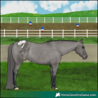 Horse Color:Grullo Appaloosa Rabicano 