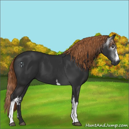 Horse Color:Gray White Spotted Liver Chestnut 