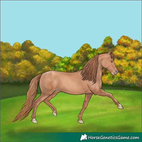 Horse Color:Gold Champagne