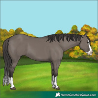 Horse Color:Smoky Grullo Splash 