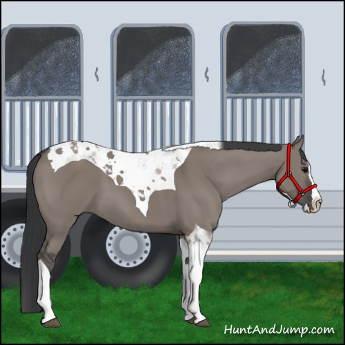 Horse Color:Grullo Splash Tobiano 