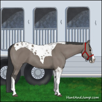 Horse Color:Grullo Splash Tobiano 