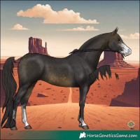 Horse Color:Buckskin Sabino 