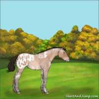 Horse Color:Gray Amber Champagne Ice Roan Mushroom Appaloosa 